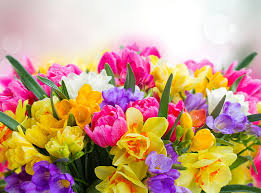 Flowers are one of the most beautiful creations of nature. Hd Wallpaper Beautiful Spring Flowers Assorted Color Freesia And Tulips Holidays Wallpaper Flare