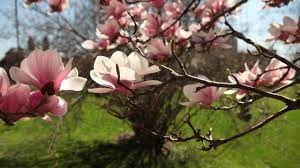 Spring flowering bushes in ohio. Suddenly Spring And Northeast Ohio Is Blooming Video Cleveland Com