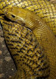 The lowland copperhead or lowlands copperhead (austrelaps superbus) is a venomous snake species in the family elapidae. The Lowlands Copperhead Is The Main Venomous Snake Found Over The Snow Line Active In Weather Usually Considered Too Cold For Inland Taipan Snake Snake Venom