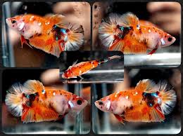 A Grade Blue Galaxy Orange Nemo Koi Hmpk Halfmoon Plakat K725 Betta Fish Beta Fish Tank Tropical Freshwater Fish