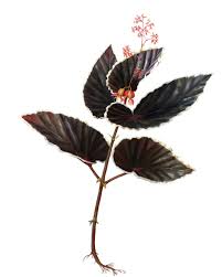 Image result for Asplenium mildbraedii