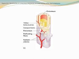 The central tubular region of the bone, called the diaphysis, flares outward near the end to form the metaphysis, which contains a largely cancellous, or spongy, interior. Diagrams For Bones An Overview Quiz Anatomy Physiology