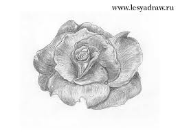 Pare complicat doar la prima vedere. Ce Frumos SÄƒ Desenezi Un Trandafir Cu Un Creion Pas Cu Pas Cum SÄƒ Desenezi Un Trandafir Cu Un Creion Pentru IncepÄƒtori