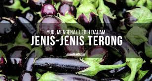 Maybe you would like to learn more about one of these? Yuk Mengenal Lebih Dalam Jenis Jenis Terong Petani Quick