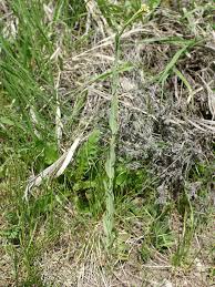 Image result for Turritis glabra