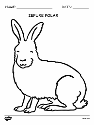 Iepure de colorat din iepuri categorie. Animalele La Poli Fise Pentru Colorat 1