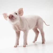 You Will Be Overrun With Cute Miniature Pigs At The Pignic Miniature Pigs Cute Pigs Pig