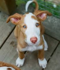 Buy, sell, adopt or place ads for free! Ibizan Hound Info Temperament Training Diet Puppies Pictures