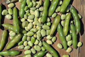 Image result for Vicia faba