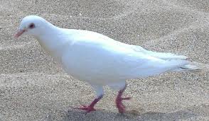 Why Do Doves Represent Love Live Science