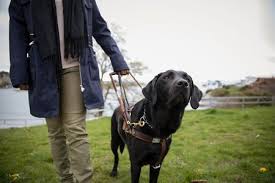 Is a canadian company headquartered in saskatoon, saskatchewan. 7 Types Of Working Dogs And The Jobs They Do