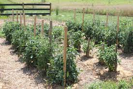 I've updated the steps, added a few resources that will have you sewing up your own custom bird cage covers in no time flat! How To Make An Incredible Diy Low Cost Tomato Support With Video Row Gardening Tomato Cages Tomato Support