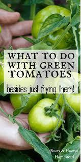 What To Do With Green Tomatoes Green Tomato Recipes Green Tomatoes Tomato Recipes