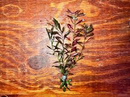 Image result for Laurembergia repens