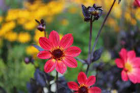 Maybe you would like to learn more about one of these? How And Why To Use Flower Fertilizer Longfield Gardens