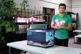 Aquaponics Best Aquaponics Grow Bed Diy Grow Food Guide