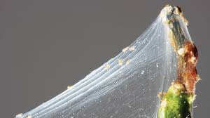 Learn how to protect your garden plants from pest infection and diseases. 10 Most Common Hydroponic Plant Pests And Diseases