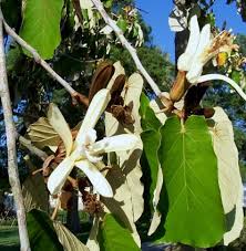 Image result for Pterospermum acerifolium