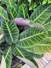 Image result for Halopegia azurea