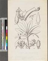 Image result for Rhizophora racemosa