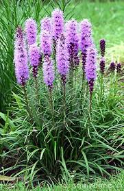 Grow these native perennials in sunny areas. 250 Eastern Nc Native Plants That Can Be Used For Gardening Ideas Native Plants Plants Perennials