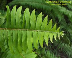 Image result for Nephrolepis biserrata