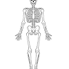 Related posts of muscle anatomy get body smart chest muscles diagram. 1