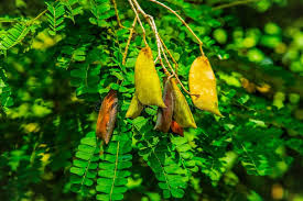 Image result for Caesalpinia sappan