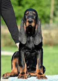 Black And Tan Coonhound Vs Bloodhound Pin By Douglas Packard On Black Tan Coonhounds In 2020 Bloodhound Dogs Hound Dog Coonhound