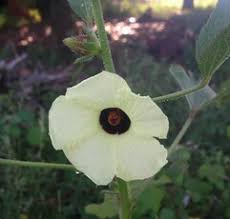 Image result for Eriosema psoraleoides