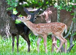 Black And White Deer Picture Rare Black Deer Photos Fauna Albino Melanistic And Chimera Nature Animals Black Deer Animals