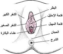 الأعضاء التناسلي ة الخارجية الأنثوي ة قضايا صح ة المرأة دليل Msd الإرشادي إصدار الم ستخد م