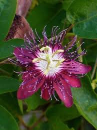 More images for passiflora incarnata poisonous » Lady Margaret Passion Flower Passionvine Butterfly Plants Almost Eden