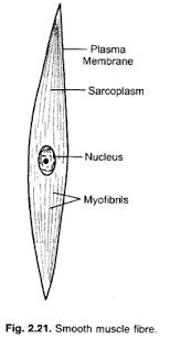 It is a group of cells similar in origin and structure and they are specialized to perform a particular function like muscle cells in our. Tissues Class 9 Important Questions Science Chapter 6