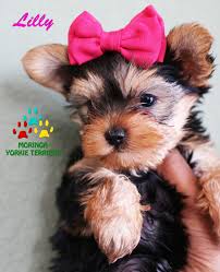 Tiny puppies are our passion. California Yorkie Yorkies Teacups California Breeder Puppy Adoption