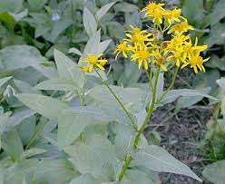Image result for Senecio sp.no.3