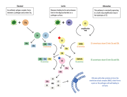Image result for Complement Pathway