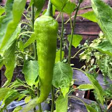 Ihr Lieben Die Auch Gemuse Im Garten Anbauen Wie Kann Ich Erkennen Wann Die Paprika Reif Ist Garten Paprika Gartentip Paprika Pflanzen Pflanzen Gartentipps