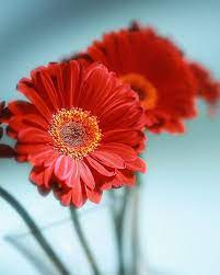 Red Daisies Pretty Flowers Gerbera Daisy Beautiful Flowers