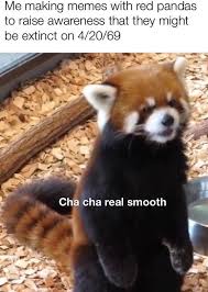 If cornered, it will stand on its hind legs and extend its claws to appear larger and threatening. Pin On I Love Red Pandas