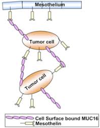 It can help find out if cancer treatment is working, or if your cancer has come back after you have finished treatment. Ca 125 Wikipedia