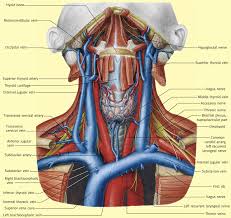 Aortic arch (divides into common. The Anterior Triangle Of The Neck Surgery Oxford International Edition
