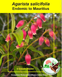 Image result for Agarista salicifolia