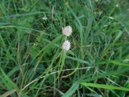 Image result for Cyperaceae