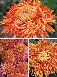 Mum Collection Football Bluestone Perennials Perennials Flowers Perennials Chrysanthemum Plant