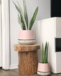Welcome To My World Welcome To My Only World Welcome To My Plant World Theplantchica Instagram Photos And Videos Air Purifying House Plants Air Cleaning Plants Plant Decor