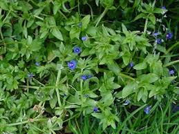 Image result for Anagallis barbata