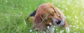 It is also used against agricultural, household and public pests. Dog With Fleas How To Manage And Deal With Dog Fleas