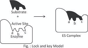 When binding takes place however, the enzymes active site and the substrate both change shape ever so slight to create a perfect fit. Enzymes Enzymes Substrate Complex Model Lock And Key Model