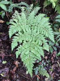 Image result for Ctenitis